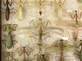 a lot of insects that are on display in a wooden frame