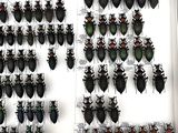 a lot of bugs that are hanging on the wall