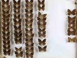 a lot of butterflies that are on display in a glass case