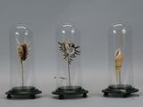 three glass cloches with different types of plants inside of them