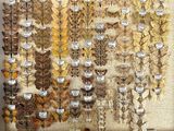 many different types of butterflies displayed on the wall