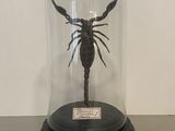 a scorpion under a glass dome on a table