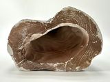 an image of a piece of clay that looks like a shell