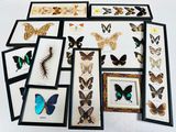 de nombreux papillons encadrés posés sur la table