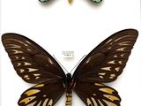 two butterflies that are sitting next to each other on a white surface
