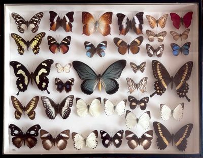 de nombreux types de papillons différents présentés dans une boîte d'ombrage