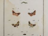 a picture of a picture of butterflies and moths