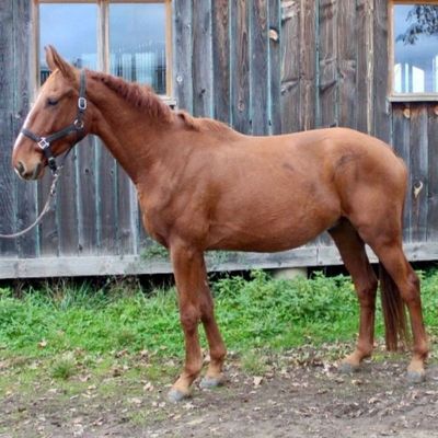 un cheval brun debout devant un bâtiment en bois