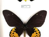 two butterflies in a white frame with black and yellow markings