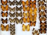 de nombreux types de papillons exposés dans un cadre blanc