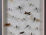 des libellules dans une boîte-cadre accrochée au mur