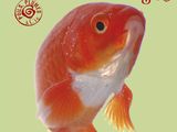 une image représentant un poisson qui figure sur la couverture d'un livre