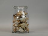 a glass jar filled with sea shells on a table
