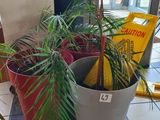 two potted plants sitting on the floor in front of a window