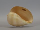 a shell that is sitting on a stand on a table