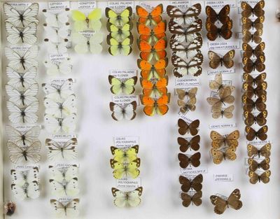 de nombreux types de papillons exposés dans une vitrine