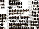 a lot of beetles that are on display on the wall