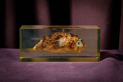 a glass box with a shell inside of it on a purple cloth
