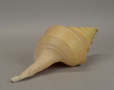 a large shell that is sitting on a table