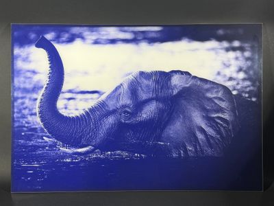 Laurent BAHEUX Elephant crossing the river