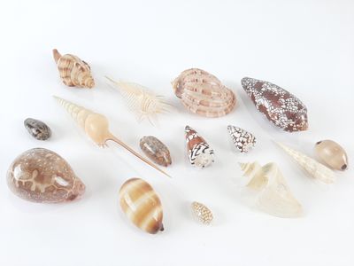 a lot of shells on a white surface