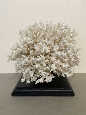 a white coral on a black base on a table
