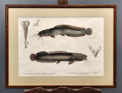 une vieille gravure représentant deux poissons, encadrée et posée sur une table