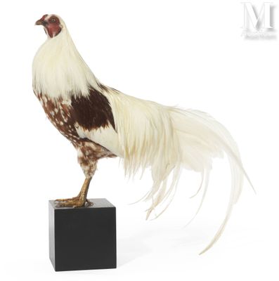 a white and brown rooster standing on top of a black block