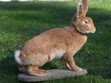 a rabbit that is standing on a block in the grass