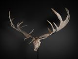 a deer skull with antlers on a black background