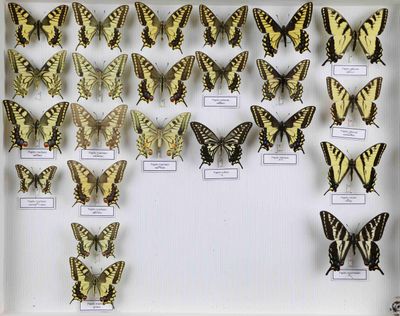 de nombreux papillons exposés dans une vitrine