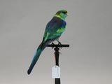 a bird that is sitting on top of a pole