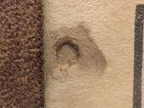 a picture of a dog ' s paw print on the carpet