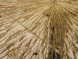 a glass table with a vase of dried grass on it