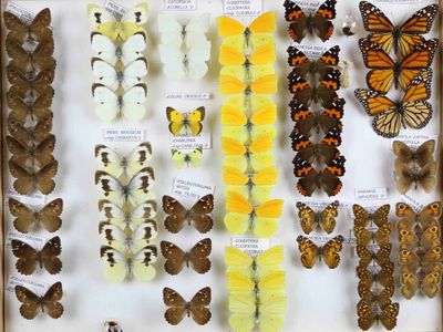 de nombreux types de papillons dans une vitrine