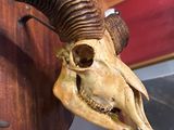 a goat skull with a long horn on the wall