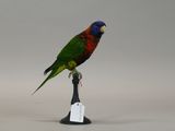 a colorful bird that is sitting on top of a black stand