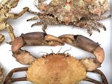 a lot of crabs that are in a white box