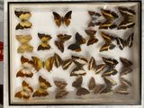 a lot of butterflies that are in a glass case