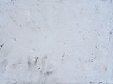 a cat that is sitting on the ground in front of a wall