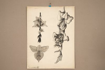 un vieux dessin représentant des fleurs, accroché au mur d'une pièce
