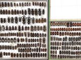 many different types of beetles displayed in a display case