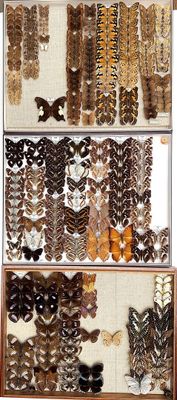 many different types of feathers on display in a cabinet