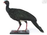 un oiseau posé sur un socle noir