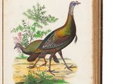 un vieux livre avec l'image d'un oiseau sur la couverture