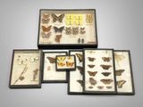 three display cases with butterflies and moths in them on a table