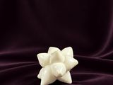 a close up of a white flower on a purple cloth