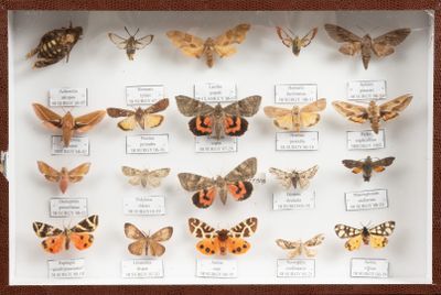 de nombreux papillons de nuit de différentes espèces exposés dans une vitrine