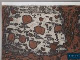 a picture of a brown and white picture on the wall