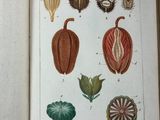 an open book with illustrations of plants and flowers on it